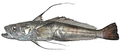 Longfin Icedevil photo 1