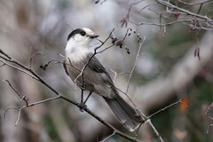 Perisoreus canadensis image