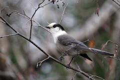 Perisoreus canadensis image