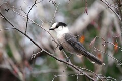 Perisoreus canadensis image