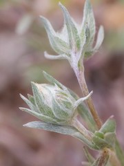 Stylocline micropoides