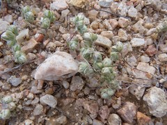 Stylocline micropoides