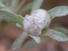 Stylocline gnaphaloides