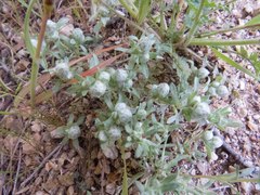 Stylocline gnaphaloides