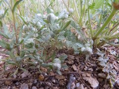 Stylocline gnaphaloides