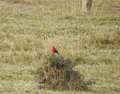Pyrocephalus rubinus