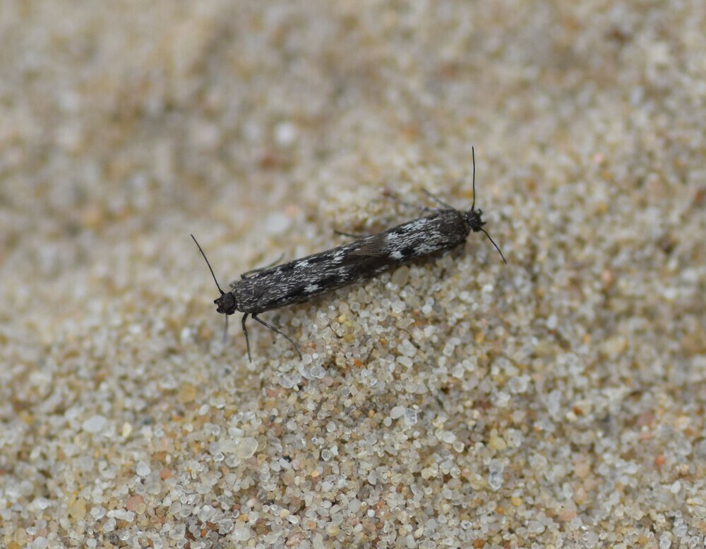 Scythris empetrella