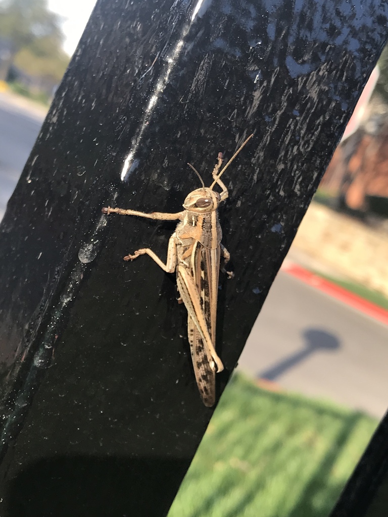 American grasshopper