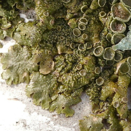 Spotted Camouflage Lichen