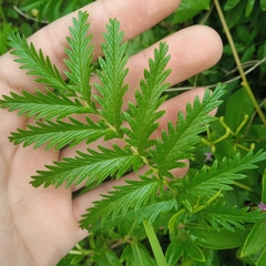 Acaena eupatoria