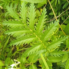 Acaena eupatoria, photograph (c) Diego Barboza, some rights reserved (CC BY)