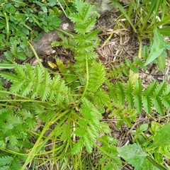 Acaena eupatoria, photograph (c) Diego Barboza, some rights reserved (CC BY)