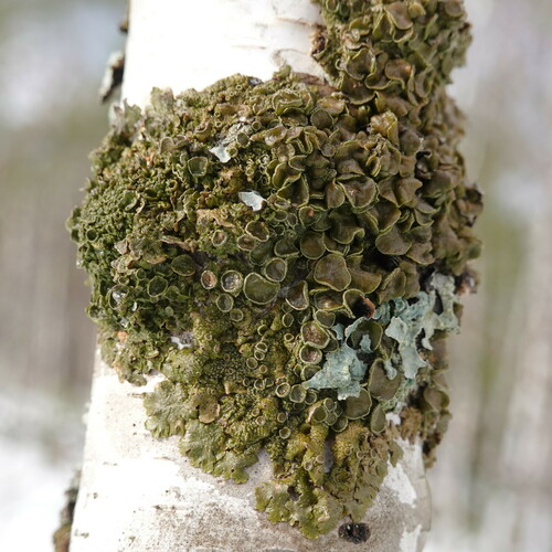 Spotted Camouflage Lichen