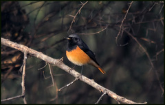 Phoenicurus ochruros