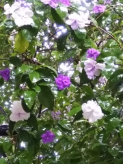Brunfelsia uniflora