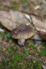 Russula vinaceocuticulata