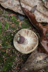 Russula vinaceocuticulata