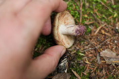 Russula vinaceocuticulata