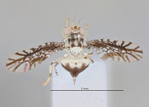 Cladoderris