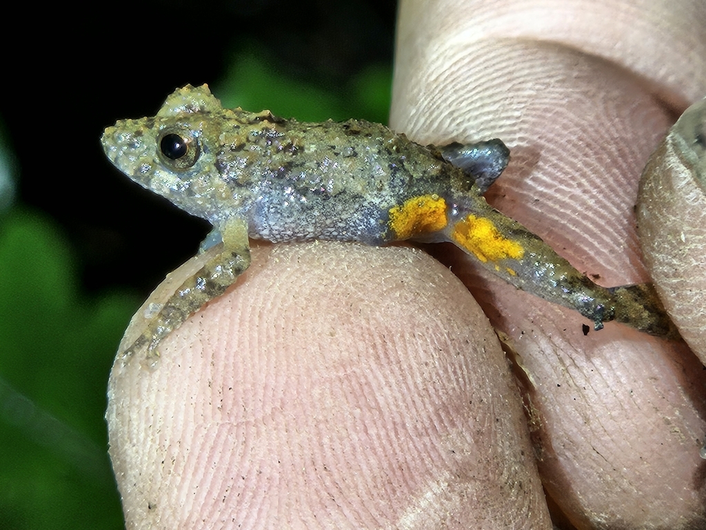 Orange-groined Rain Frog