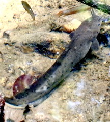 Sri Lanka Walking Catfish photo 2
