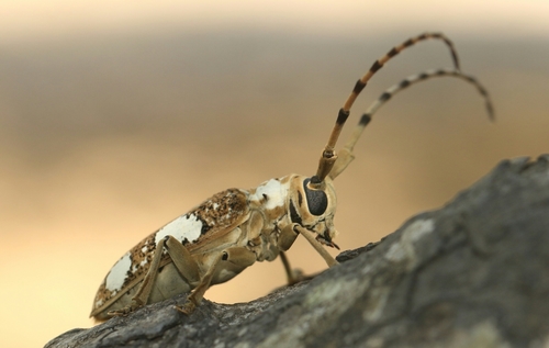 Cremnosterna plagiata thumbnail