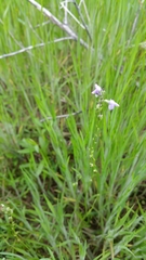 Nuttallanthus texanus