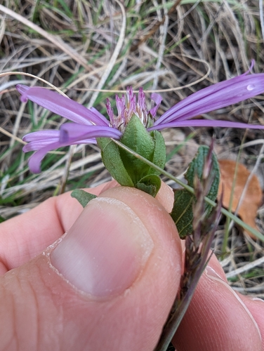 Image of Symphyotrichum pratense by (c) Cleveland Powell, some rights reserved (CC BY)