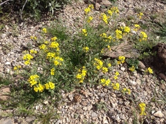 Physaria gordonii