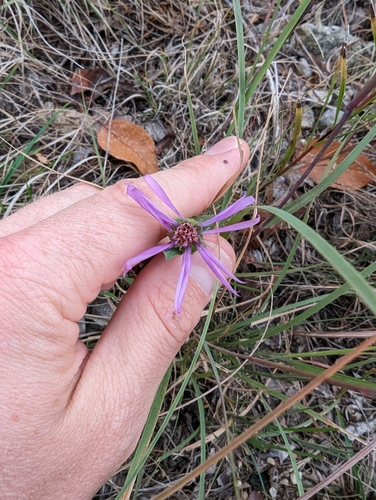 Image of Symphyotrichum pratense by (c) Cleveland Powell, some rights reserved (CC BY)