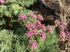 Lomatium columbianum