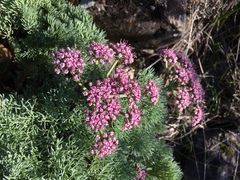 Lomatium columbianum