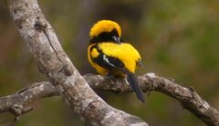 White-Edged Oriole photo 3
