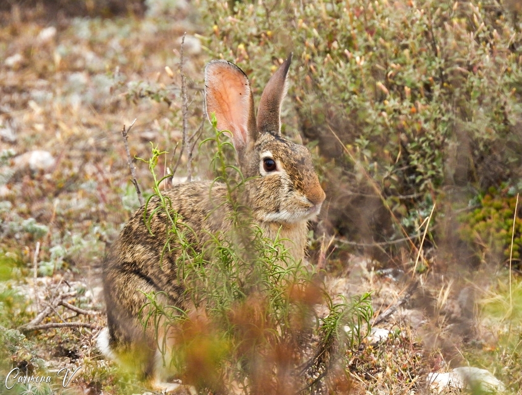 Mexican Cottontail from 69675 San Juan Sayultepec, Oax., México on