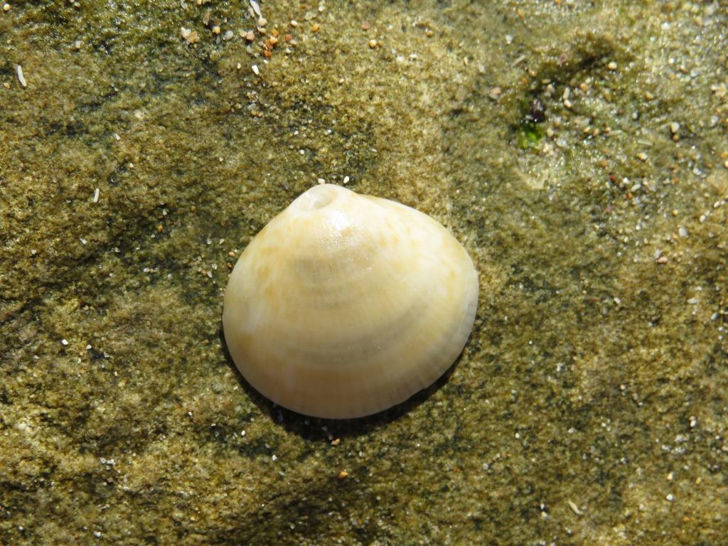 Glycymeris connollyi