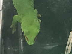 Phelsuma grandis