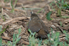Locustella luscinioides