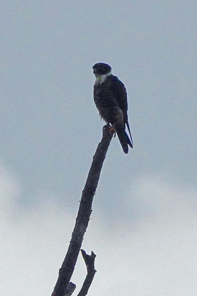 Bat Falcon from South of Pluma Hidalgo, Oax., Mexico on October 14