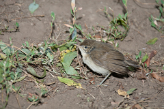 Locustella luscinioides