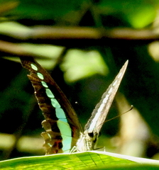 Graphium teredon