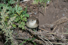 Locustella luscinioides