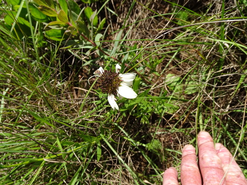Image of Callilepis laureola by (c) Shaun Swanepoel, some rights reserved (CC BY)