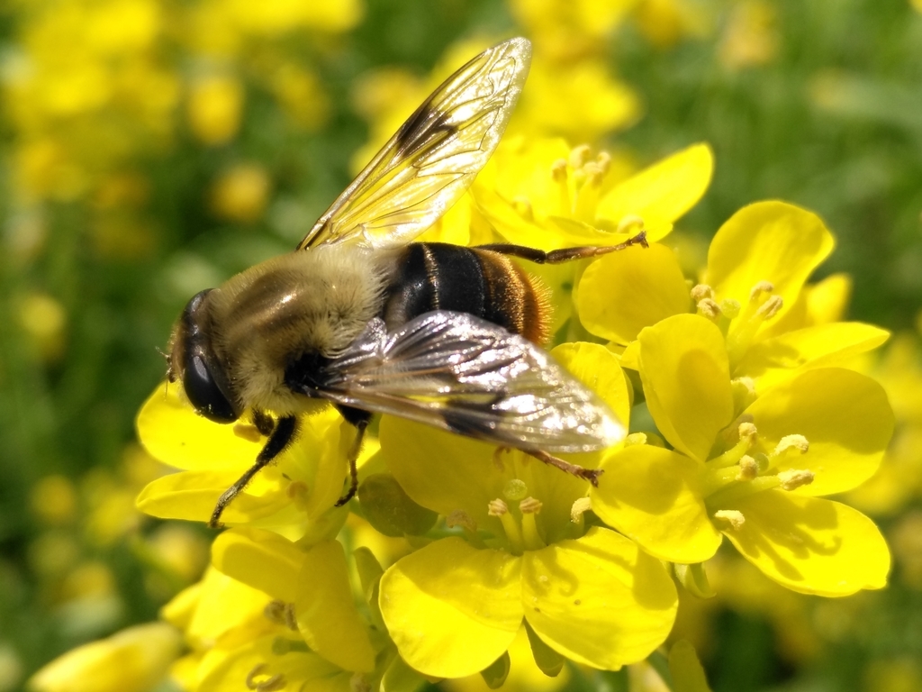 Sericomyiina