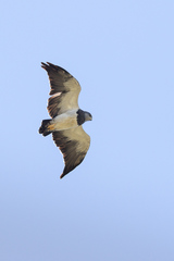 Black-Chested Buzzard-Eagle photo 3