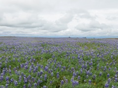 Lupinus nanus