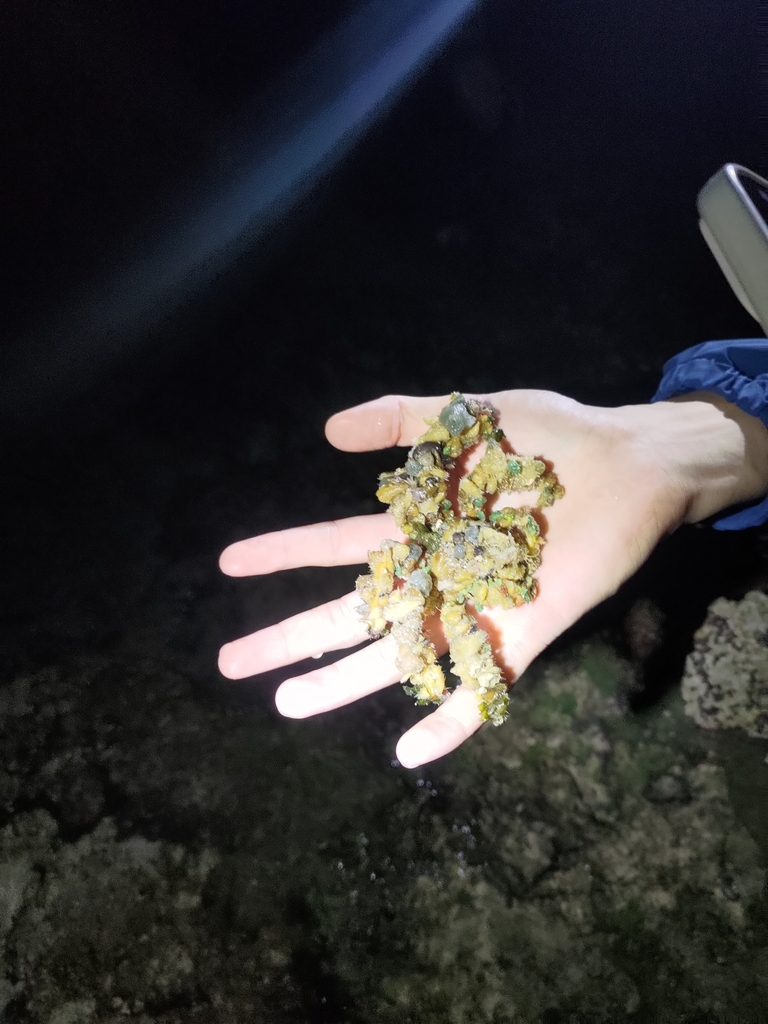 Blunt Decorator Crab