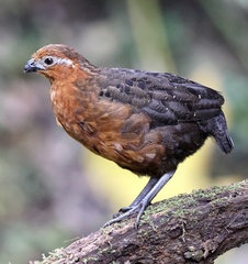 Chestnut Wood-Quail photo 3