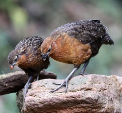 Chestnut Wood-Quail photo 5