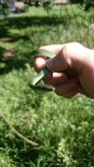 Philothamnus hoplogaster