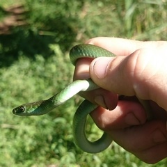 Philothamnus hoplogaster